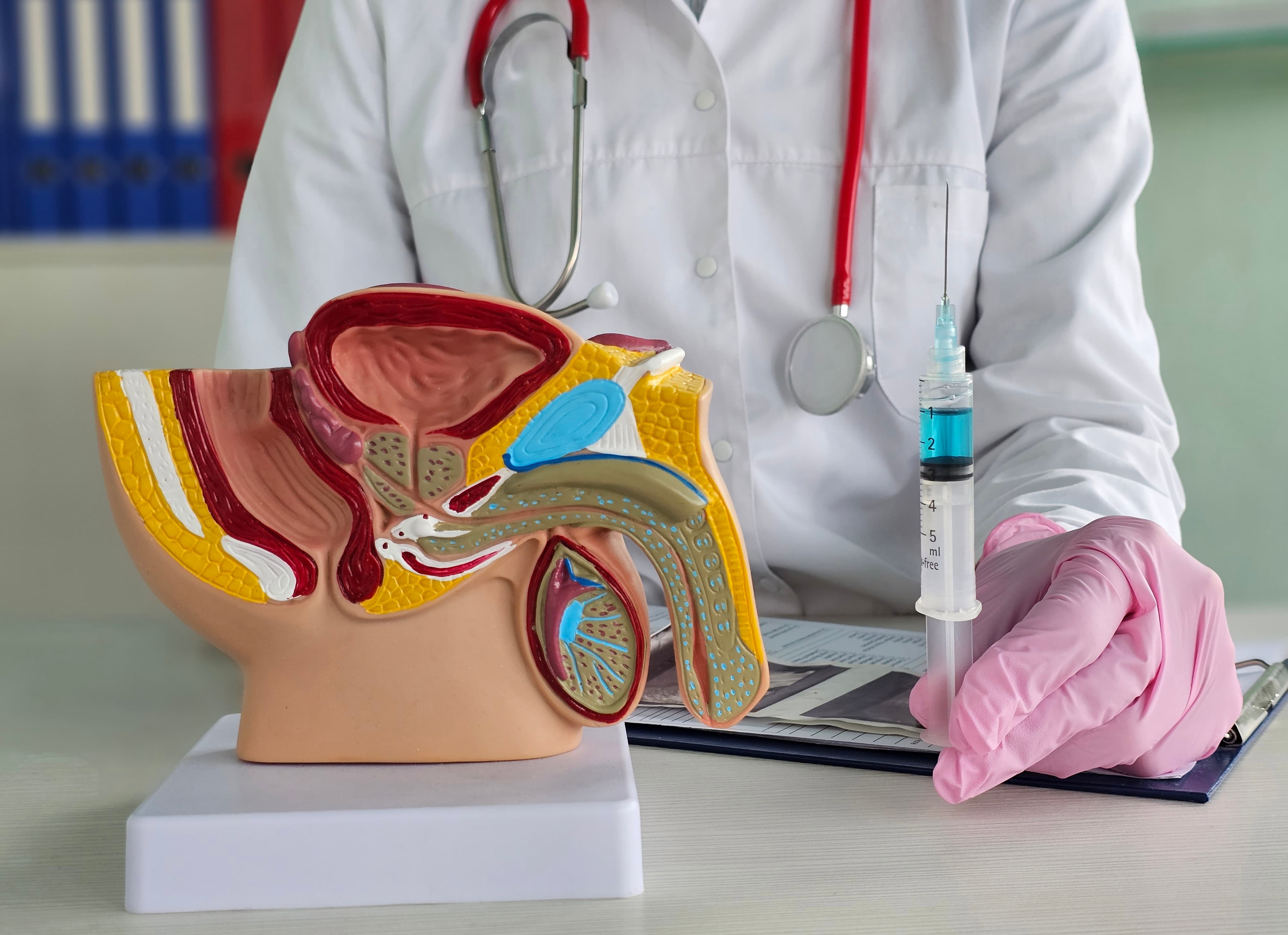 Erkek üriner ve üreme sistemlerinin anatomik modeliyle sağlık uzmanı.
